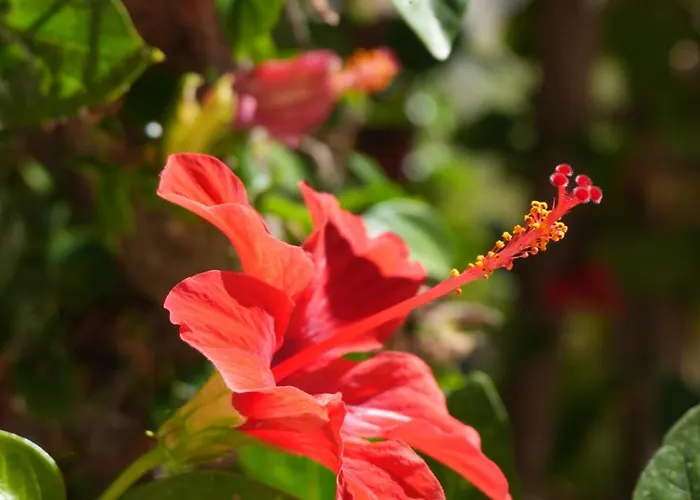 Pannonia Aparthotel 3*